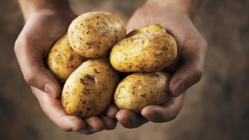 حقائق مذهلة حول البطاطا: الحقيقة حول النشا