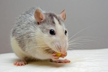 ما يجب أن يكون على الطاولة في فئران ليلة رأس السنة: ما يحبه الحيوان