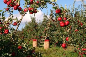 10 أسباب لتناول التفاح كل يوم