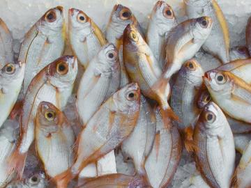 الديدان الأسماك المصابة. كيف تختلف عند الشراء وكيفية تجنب الوقوع دودة ل "الوطن" الجديد