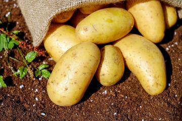 قذف ظلما: تبديد الأساطير ثلاثة من مخاطر البطاطا