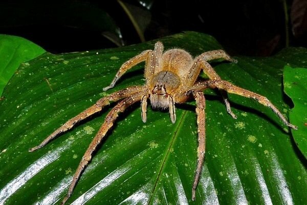 حتى لدغة العناكب الصغيرة يمكن أن تكون خطيرة (الصورة: topcafe.su)