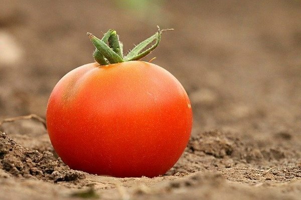 كثير من الناس يخزنون الطماطم في الثلاجة. اتضح أن هذا خطأ (الصورة: pixabay.com)