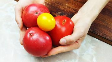كيف أقوم بتخزين الطماطم طوال فصل الشتاء بدون ثلاجة لإبقائها طازجة في الذوق والمظهر